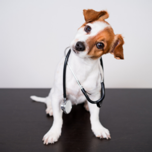 Glucòmetro-veterinario-fondo3